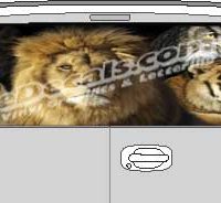 CLR169 Lions & Tigers Vision Rear Window Mural Decal