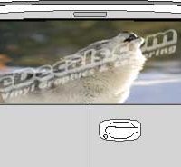 CLR179 Howling Wolf Vision Rear Window Mural Decal