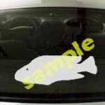 FSH136 Parrot Fish Decal