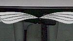 WSD216 Accent Windshield Decal