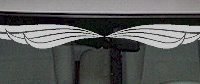  WSD216 Accent Windshield Decal